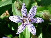 Tricyrtis hirta